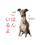 イッヌと。2（個別スタンプ：30）