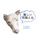 イッヌと。2（個別スタンプ：33）