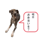 イッヌと。2（個別スタンプ：36）