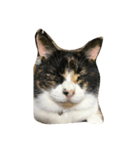 みけねこみーちゃん3（個別スタンプ：6）