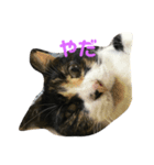 みけねこみーちゃん3（個別スタンプ：7）