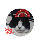 ひぐち家のねこ（個別スタンプ：1）