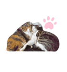 ひぐち家のねこ（個別スタンプ：2）