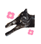 ひぐち家のねこ（個別スタンプ：3）