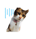 ひぐち家のねこ（個別スタンプ：4）
