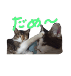 ひぐち家のねこ（個別スタンプ：6）