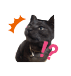 ひぐち家のねこ（個別スタンプ：8）