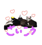 ひぐち家のねこ（個別スタンプ：9）
