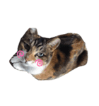ひぐち家のねこ（個別スタンプ：10）