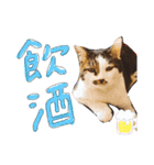 ひぐち家のねこ（個別スタンプ：12）
