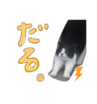 ひぐち家のねこ（個別スタンプ：13）