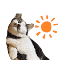 ひぐち家のねこ（個別スタンプ：14）