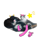ひぐち家のねこ（個別スタンプ：16）