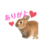 おしゃべり☆ゆっきー（個別スタンプ：2）