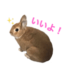 おしゃべり☆ゆっきー（個別スタンプ：7）