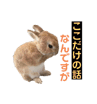おしゃべり☆ゆっきー（個別スタンプ：12）