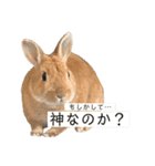 おしゃべり☆ゆっきー（個別スタンプ：15）