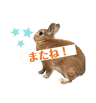 おしゃべり☆ゆっきー（個別スタンプ：20）