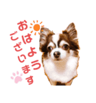 モモちゃん(日常会話)（個別スタンプ：1）