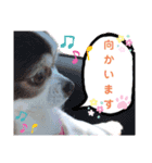 モモちゃん(日常会話)（個別スタンプ：4）