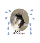 Tono nyan（個別スタンプ：4）