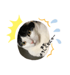 Tono nyan（個別スタンプ：7）