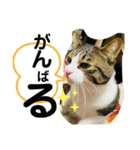 ほたてくんとつぶ男くん3（個別スタンプ：5）