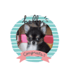 ロングコートチワワのCOCOちゃん（個別スタンプ：1）