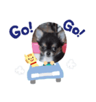 ロングコートチワワのCOCOちゃん（個別スタンプ：5）
