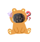 ロングコートチワワのCOCOちゃん（個別スタンプ：7）