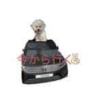 ビションフリーゼ のベル_（個別スタンプ：10）