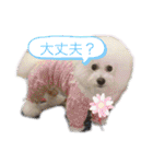 ビションフリーゼ のベル_（個別スタンプ：16）