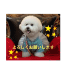 ビションフリーゼ のベル_（個別スタンプ：17）
