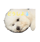 ビションフリーゼ のベル_（個別スタンプ：24）