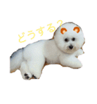 ビションフリーゼ のベル_（個別スタンプ：29）