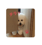 ビションフリーゼ のベル_（個別スタンプ：32）