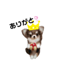 ワンワンだ・わん③（個別スタンプ：11）