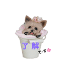 ワンワンだ・わん③（個別スタンプ：15）