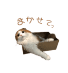 ふんわりネコ風太くん（個別スタンプ：2）