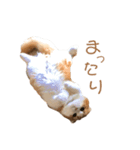ふんわりネコ風太くん（個別スタンプ：3）