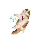 ふんわりネコ風太くん（個別スタンプ：4）