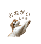 ふんわりネコ風太くん（個別スタンプ：5）