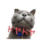ひまさんとまろさんの日常（個別スタンプ：7）