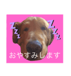 ベリーキュートなゴールデンレトリバー（個別スタンプ：1）
