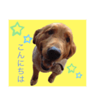 ベリーキュートなゴールデンレトリバー（個別スタンプ：2）