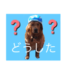 ベリーキュートなゴールデンレトリバー（個別スタンプ：4）