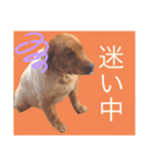 ベリーキュートなゴールデンレトリバー（個別スタンプ：7）