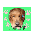 ベリーキュートなゴールデンレトリバー（個別スタンプ：8）