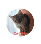 きなこ＆蘭丸（個別スタンプ：3）