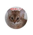 きなこ＆蘭丸（個別スタンプ：4）